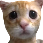 @coelhapop123