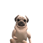Pug