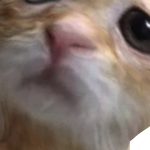 @soyprolemus
