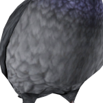 JBlommos