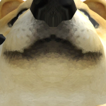 @doge_master2008