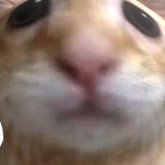 @reegsee