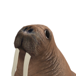@rawr_th1ng