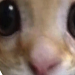 @iheartphatcats