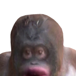 @RF0xtr0t