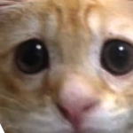 @2SANDWITCHS