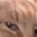 @yeethehead_sloth