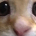 @iiiHxneyyybee