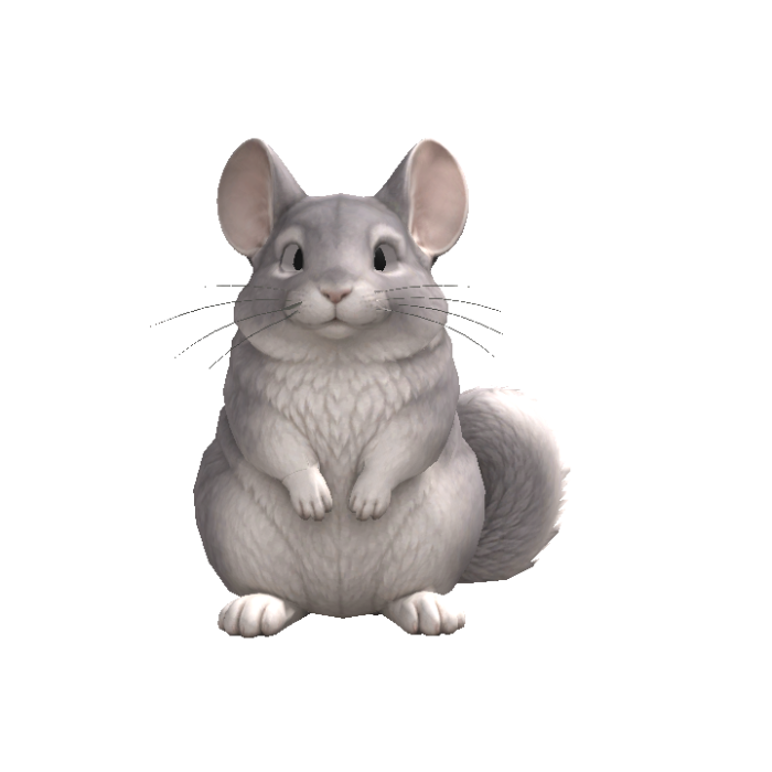 Chinchilla Head Following Eyes