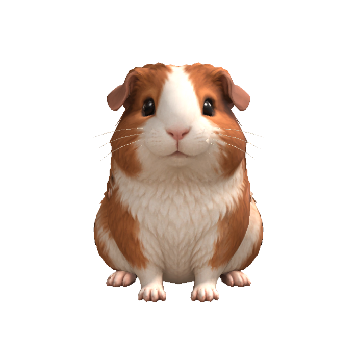 Guinea Pig Head Following Eyes