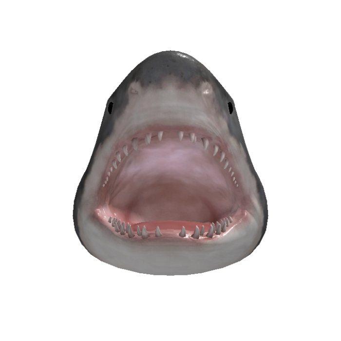 Shark