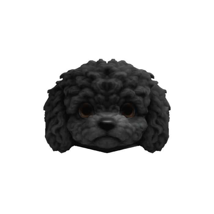 Little Poodle Puppy Head