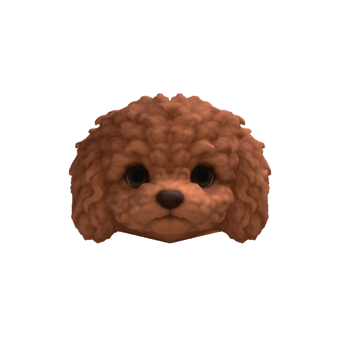 Little Poodle Puppy Head