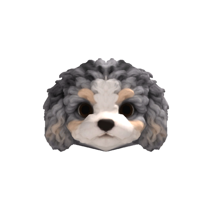 Little Poodle Puppy Head