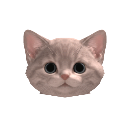 Grey Kitten