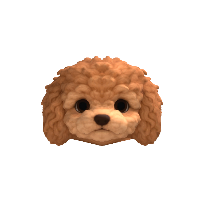 Little Poodle Puppy Head