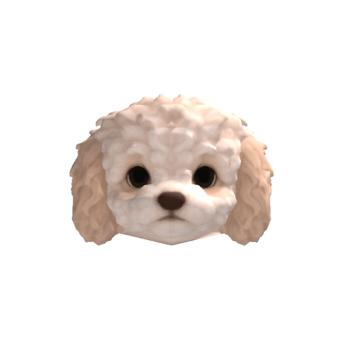Little Poodle Puppy Head