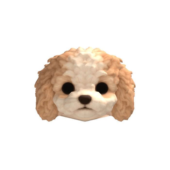 Little Poodle Puppy Head