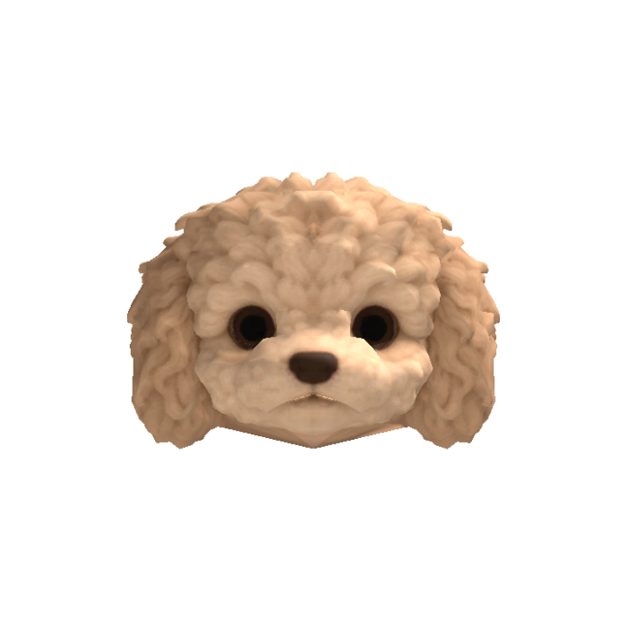 Little Poodle Puppy Head