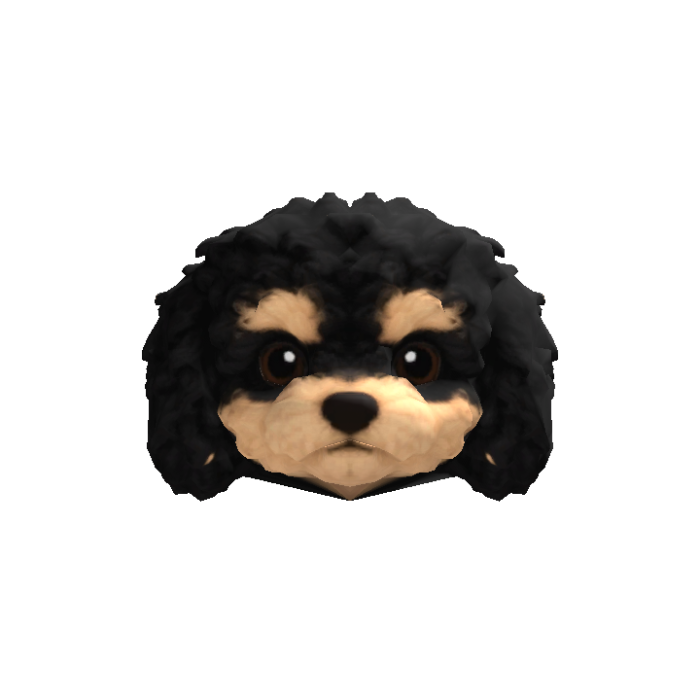 Little Poodle Puppy Head