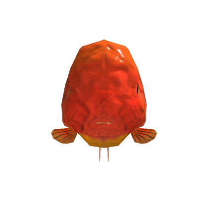 Ranchu Goldfish Head Orange Head