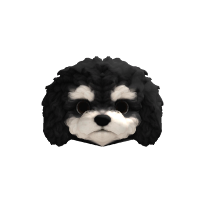 Little Poodle Puppy Head