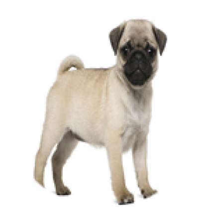 Pug clicker sales