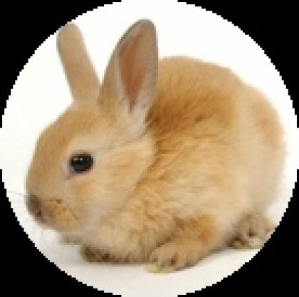 Bunny - Roblox