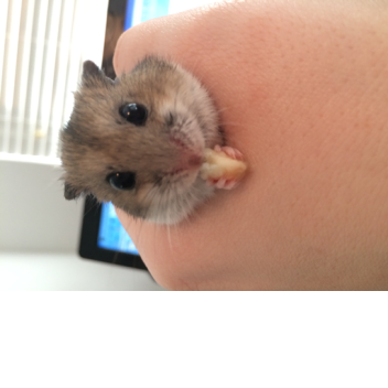 Rockie the Chinese Dwarf Hamster Tribute