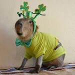 capybara obby