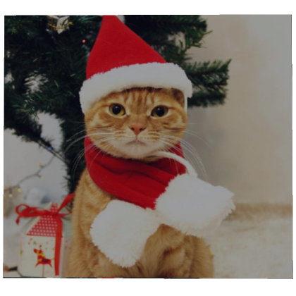 christmas cat profile picture's Code & Price - RblxTrade