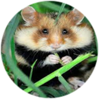Hamster Life - Roblox