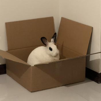 I SAID...PUT the BUNNY BACK in the BOX.