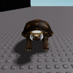 aIIah turtle 😂😂😂😂😂😂
