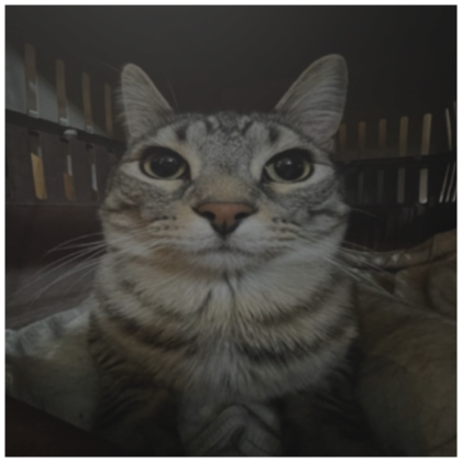 serious cat pfp Roblox Item Rolimon s