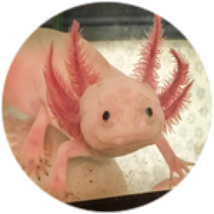Trở thành người chơi độc nhất vô nhị với chiếc avatar Axolotl trong Roblox. Khám phá thế giới thông qua con vật đáng yêu này và trở thành người chơi hàng đầu trên nền tảng game đang làm mưa làm gió này. Những giây phút thư giãn đầy thú vị sẽ đến với bạn.