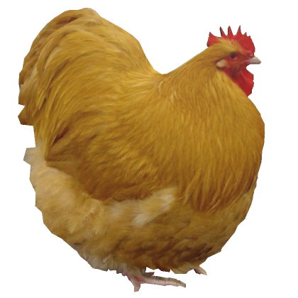 Chicken Headless - Roblox