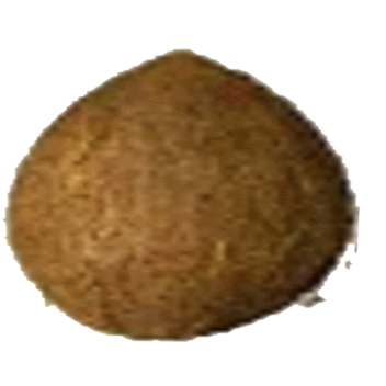 A Coconut