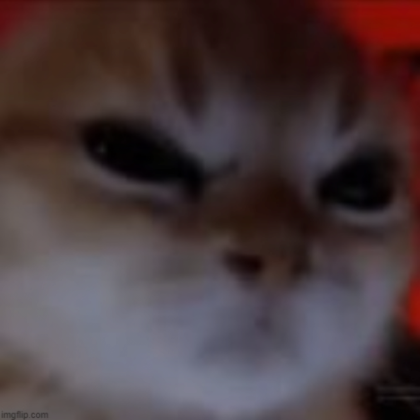 angry cat meme (profile picture) | Roblox Item - Rolimon's