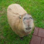 Capybara Village