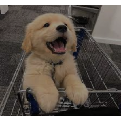dog (profile picture) | Roblox Item - Rolimon's