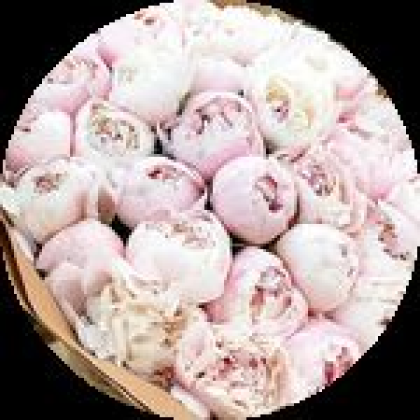 Peonies - Roblox