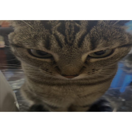 The biggest cat ever clearance