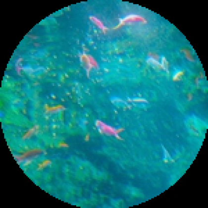 50 fishes.. - Roblox
