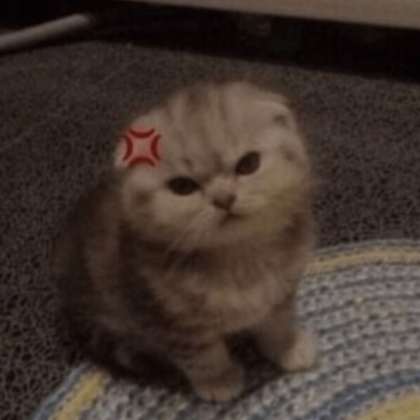 Cute Angry Cat PFP - Roblox