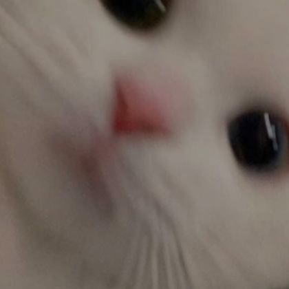 Adorable Cat Pfp | Roblox Item - Rolimon's