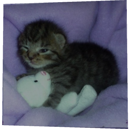 Sleepy kitten clearance