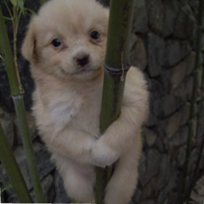 Panda dog hot sale price