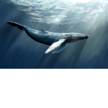 синий кит жоски игра