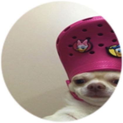 Croc on a dog's head shop